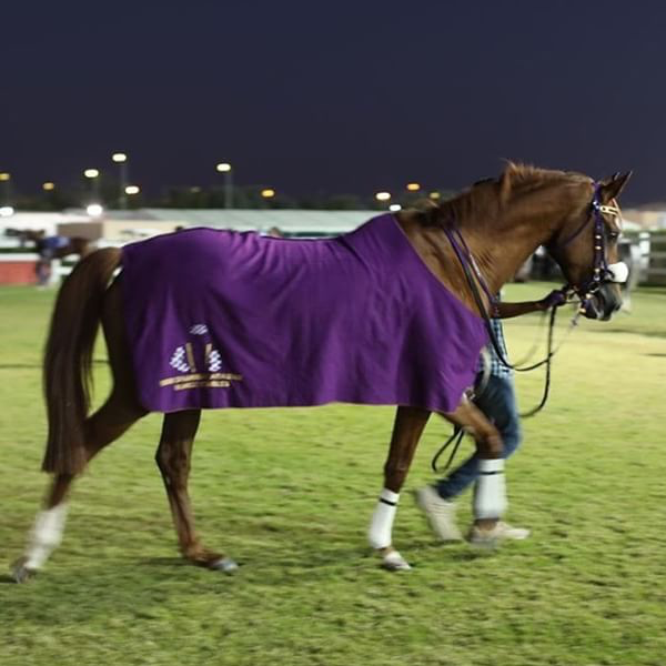 Horse Blanket